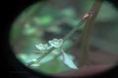 Phyllanthus airy-shawii